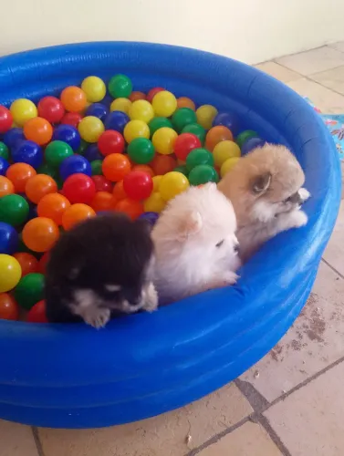 lindos filhotes de Spitz Alemão. ( Lulu da pomerânia)