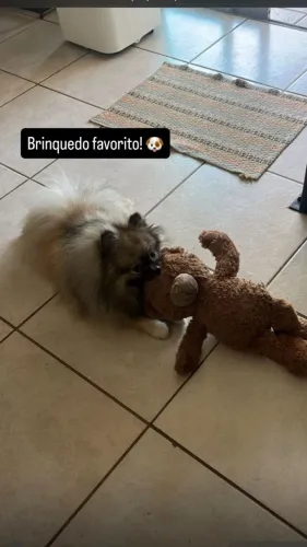 Spitz alemão