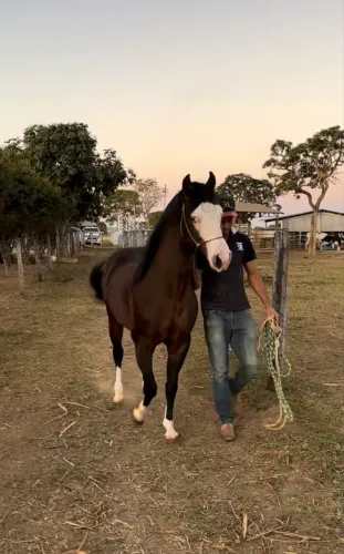 Garanhão Quarto de Milha Gotta A Chex