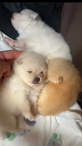 Spitz alemão (Lulu da pomerania) 