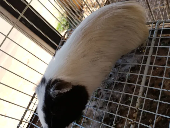 Porquinho da índia