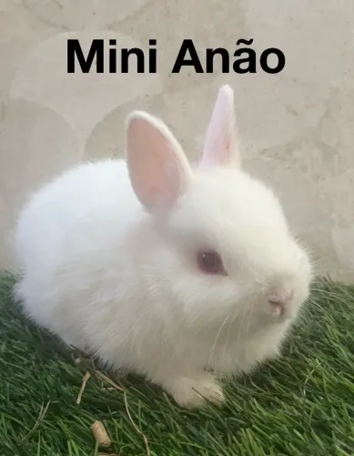 Mini coelhos