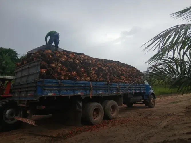 900 hectares com 600 hectares de Dende em produção plantados em 2012 R$10 milhões de reais