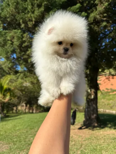 LULU DA POMERANIA URSINHO!!!