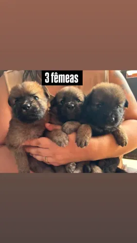 Filhotes de Chow Chow com Pastor Alemão