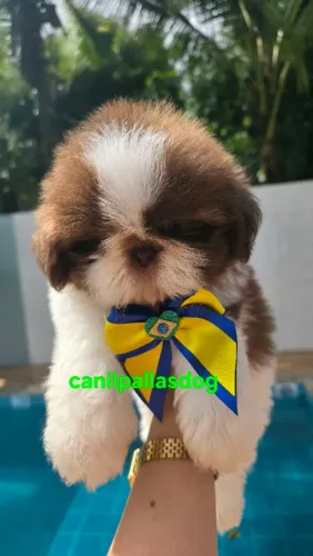 Shih tzu chocolate disponível. 