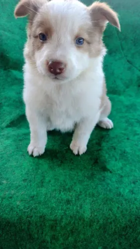 Vendo filhotes de border colie disponível macho s e fêmea s