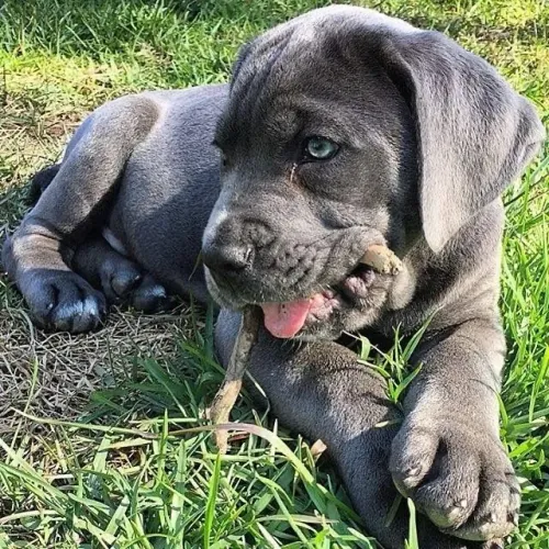 CANE CORSO FILHOTE