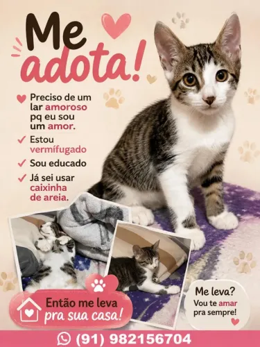 Gato para doação