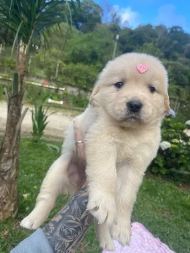 Golden Retriever Fêmea