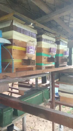 Alimentador para abelhas nativas