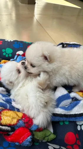 Lulu da pomerania 