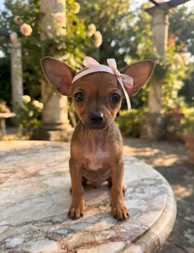 Pinsher fêmea com rabo