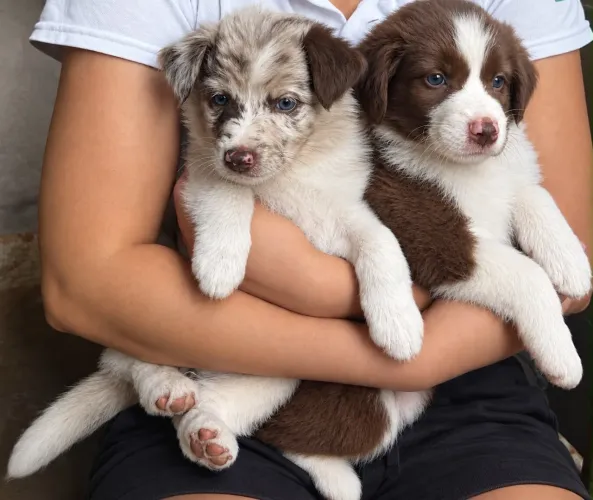 Border collie