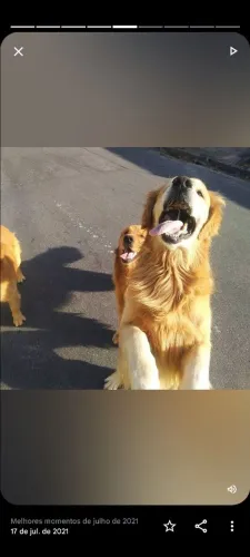 Filhotes de Golden Retriever pais no local