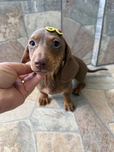 Teckel salchicha dachshund 