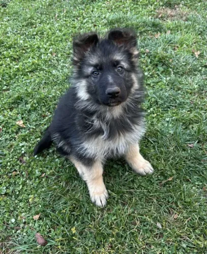 Cachorro filhote Pastor Alemão com excelente estrutura e saúde