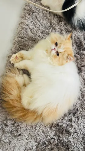 Gato