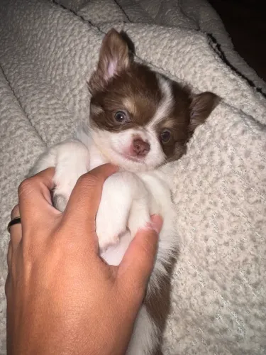 Chihuahua macho pelo longo