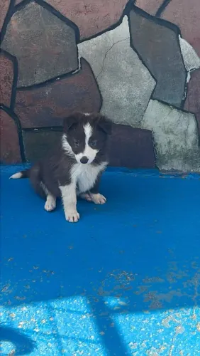 Filhotes de Border collie