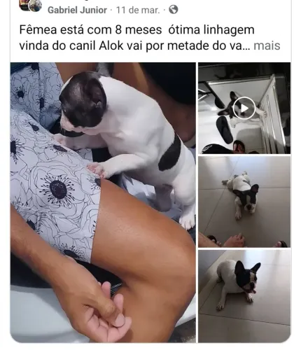 Fêmea Bull dog francês 