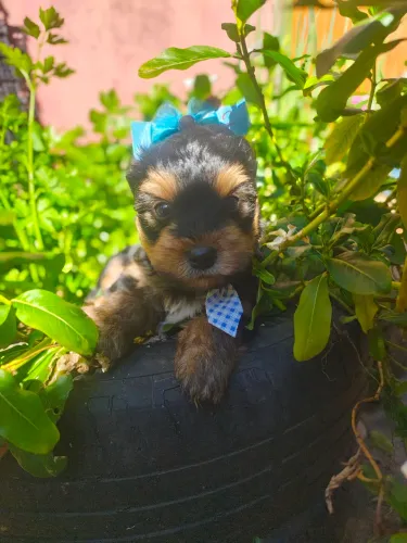 Filhotes de Yorkshire Terrier MACHOS