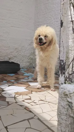Poodle médio 1 ano
