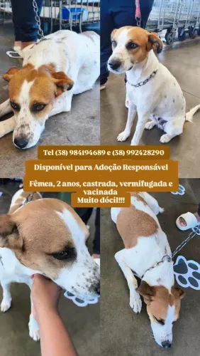 Doa - se cachorrinha super docil 