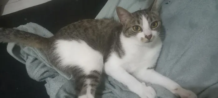 Doação de gato