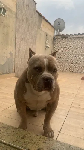 American Bully Lilac com pedigree