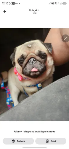 VENDO PUG FÊMEA MOTIVOS DE MUDANÇA.