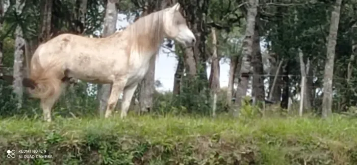 Garanhão mangalarga marchador.