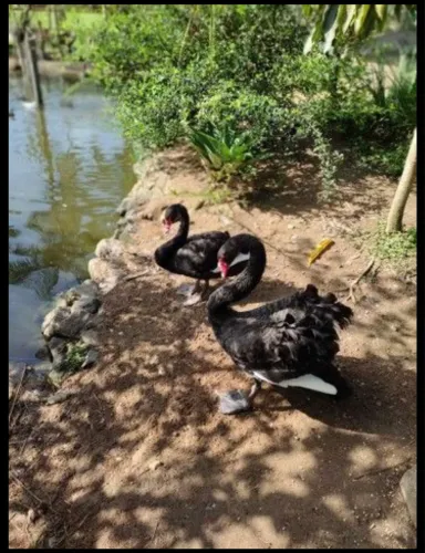 Filhotes de Cisne Negro