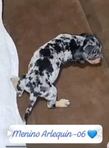 salsicha filhote dachshund macho e femea  basset