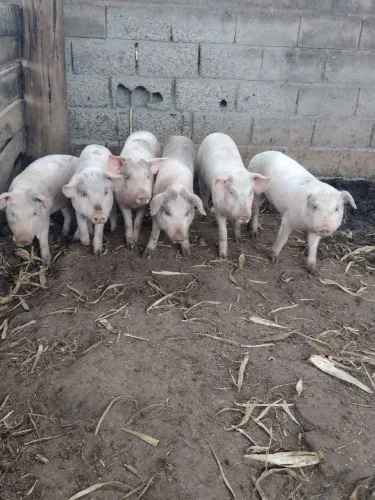Leitoa e leitão 