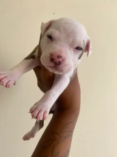 Filhotes de pitbull