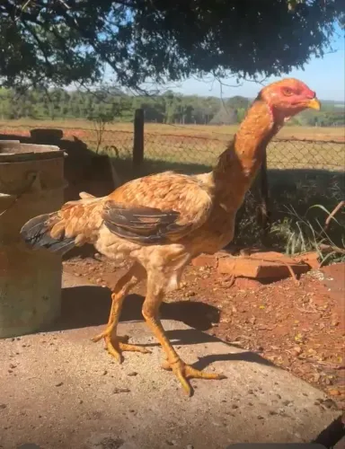 Galinha caipira