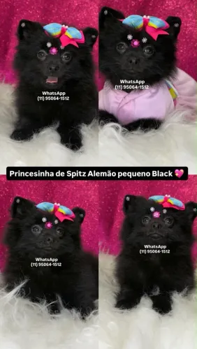 Lulu anãzinha black