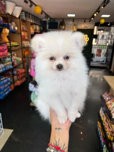 Spitz Alemao Fêmea com pedigree.