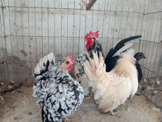 Aves Jacuípe, Mini galinha das raças serama, Roseconb, balão de baixa grande
