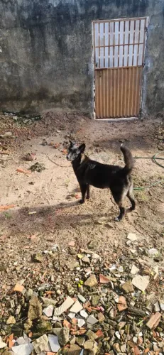 Vendo filhote de pastor belga francês com malamute, apenas 1,800R$