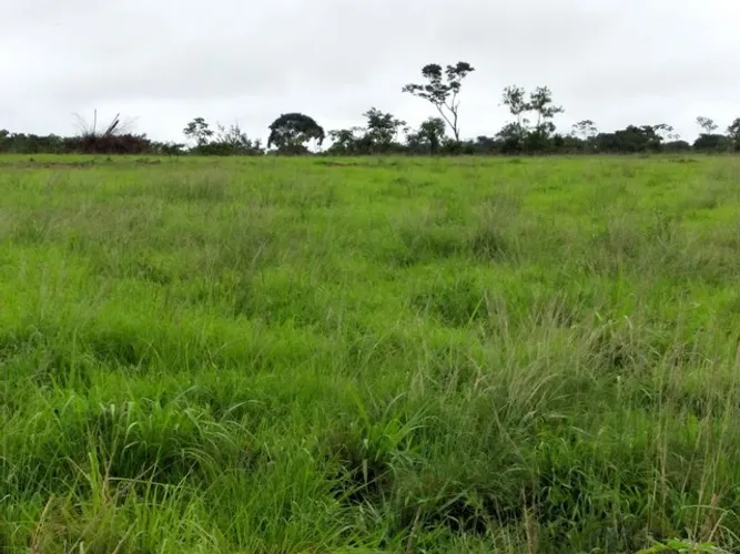 500 alqueires com 250 abertos em pasto No Pará