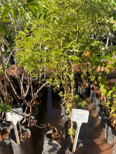 Dinheiro em Penca