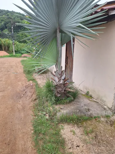 Palmeira BISMARCK 2.5 M