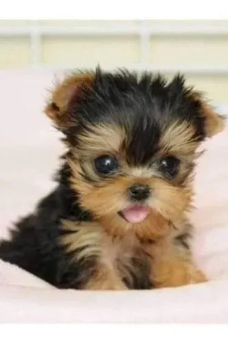 Yorkshire Terrier filhotes pretos com dourados e muita saúde 