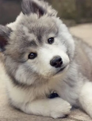 Filhote de Husky Siberiano cinza com branco 