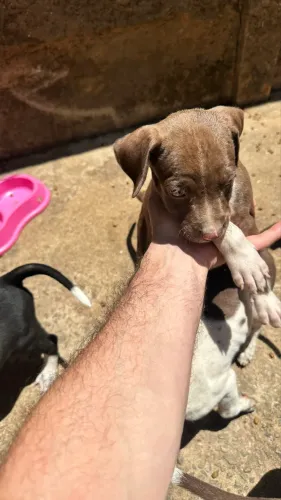 Pitbull American staffordshire