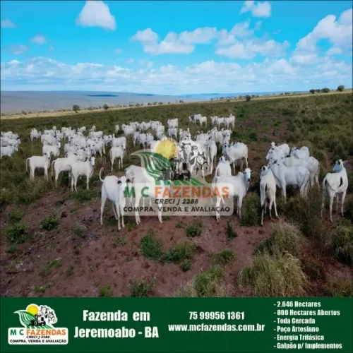 Fazenda Jeremoabo - BA Potencial p/ Agricultura e Pecuária | 2.646 Hectares | 800 Ha