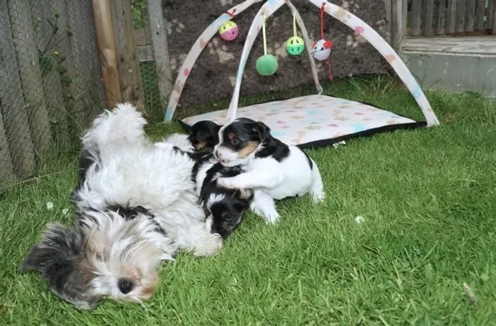 Biewer Terrier Fêmea Tricolor Companheira Perfeita para Sua Família