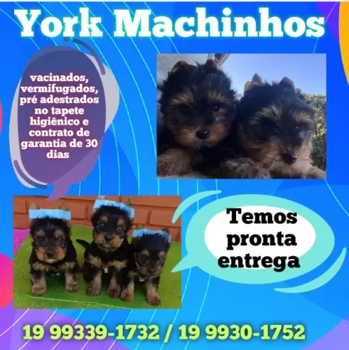 Yorkshire Macho -  Carinhoso, Brincalhão e Lindo!